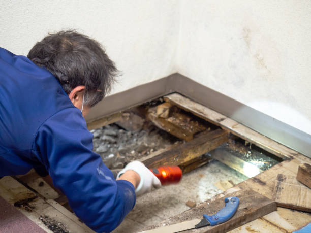 Best Attic Mold Remediation in Roxboro, NC