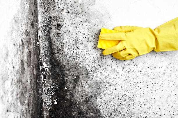 Best Residential Mold Remediation in Roxboro, NC