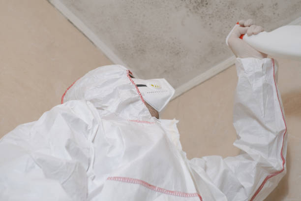 Best Kitchen Mold Remediation in Roxboro, NC