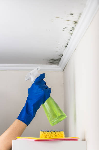Best Post-Flood Mold Remediation in Roxboro, NC