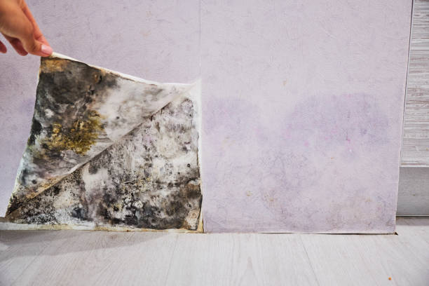 Best Emergency Mold Remediation in Roxboro, NC